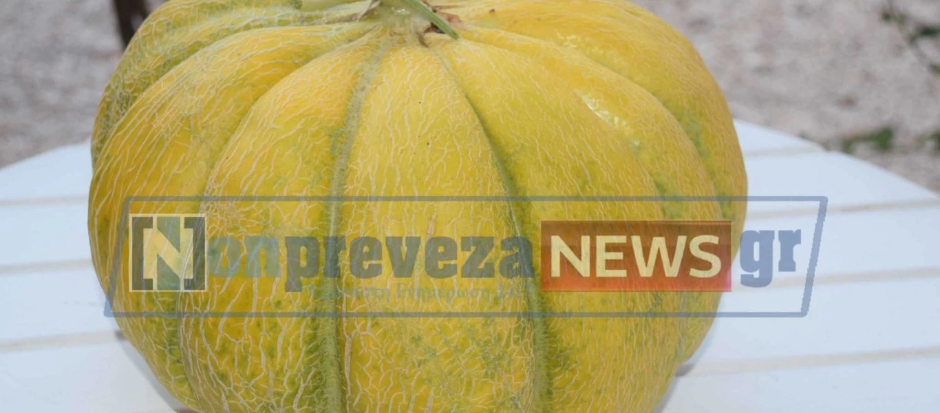 Πεπόνι για το βιβλίο Γκίνες στην Πρέβεζα... 8,2 κιλά (φωτό)